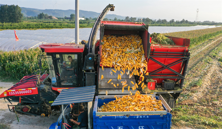 夏县庙前镇上埝底村田间,村民驾驶农机在收 夏县庙前镇上埝底村田间,村民驾驶农机在收